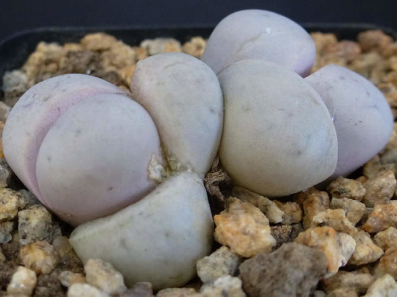 Lithops ruschiorum subsp. nelii (Bushman's Buttocks)