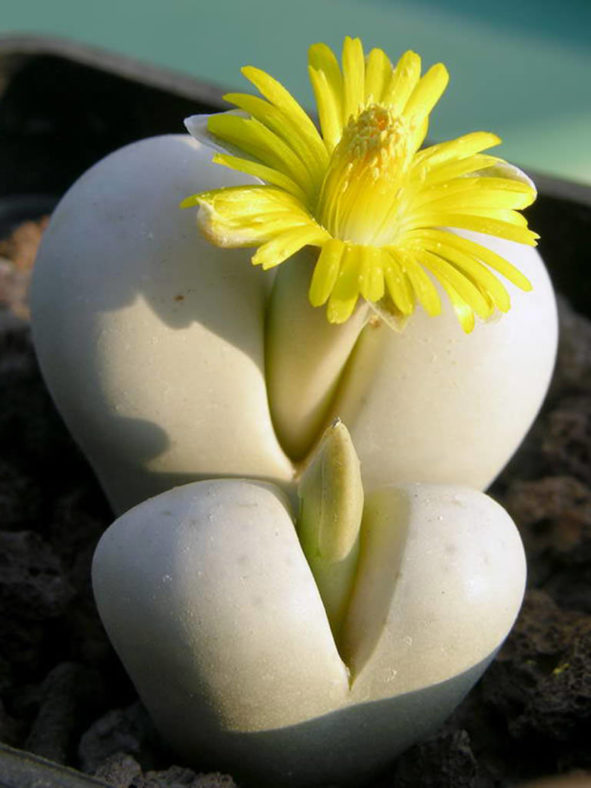 Lithops ruschiorum subsp. nelii (Bushman's Buttocks)