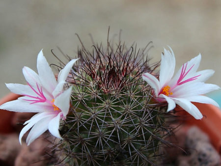 Mammillaria fraileana - World of Succulents