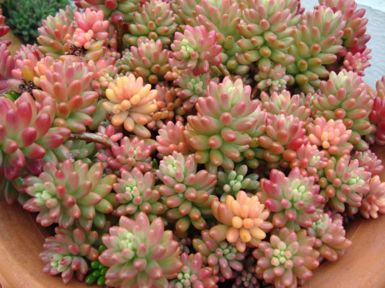 Sedum × rubrotinctum 'Aurora' (Pink Jelly Bean) aka Sedum rubrotinctum 'Aurora'