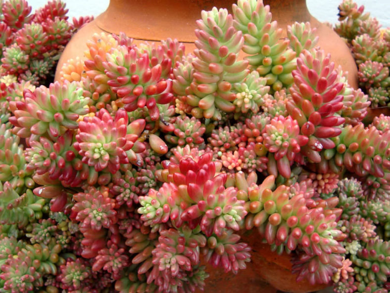 Sedum × rubrotinctum 'Aurora' (Pink Jelly Bean) aka Sedum rubrotinctum 'Aurora'