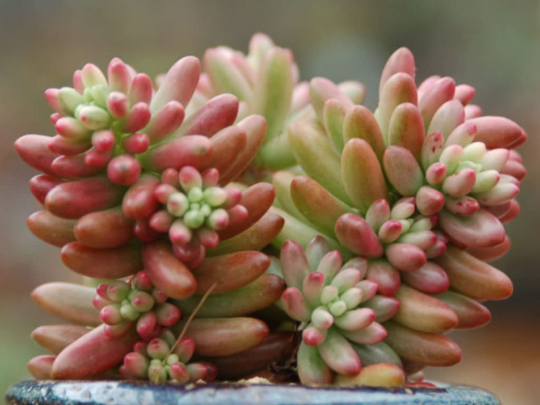 Sedum × rubrotinctum 'Aurora' (Pink Jelly Bean) aka Sedum rubrotinctum 'Aurora'