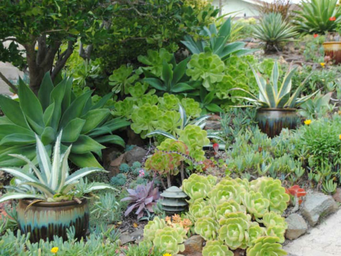 Succulent Garden