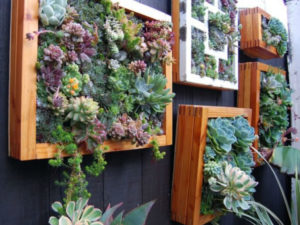 How to Grow a Vertical Succulent Garden - World of Succulents