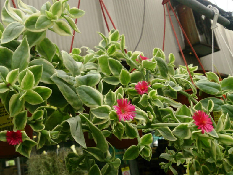 Mesembryanthemum cordifolium 'Variegatum' (Baby Sun Rose), formerly known as Aptenia cordifolia 'Variegata'