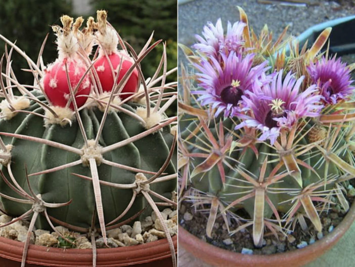 Grow and Care Barrel Cactus