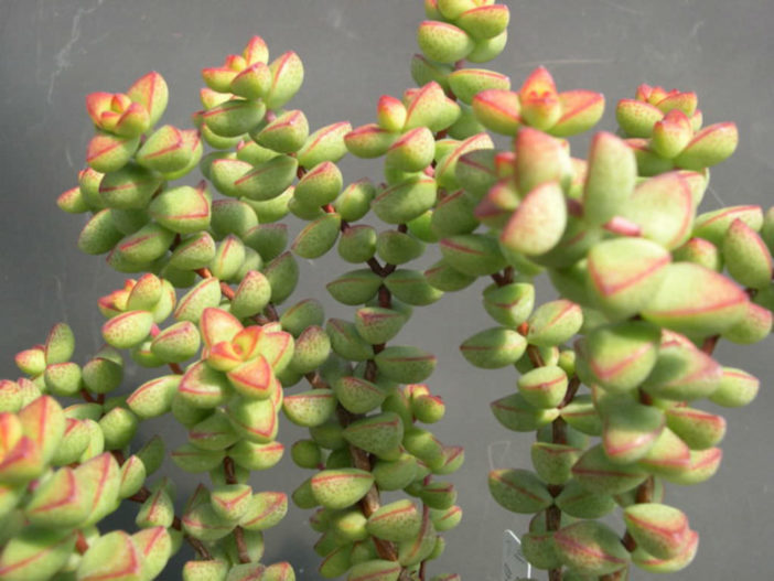 Crassula brevifolia