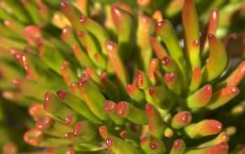Crassula ovata 'Skinny Fingers' Crassula ovata 'Skinny FIngers'