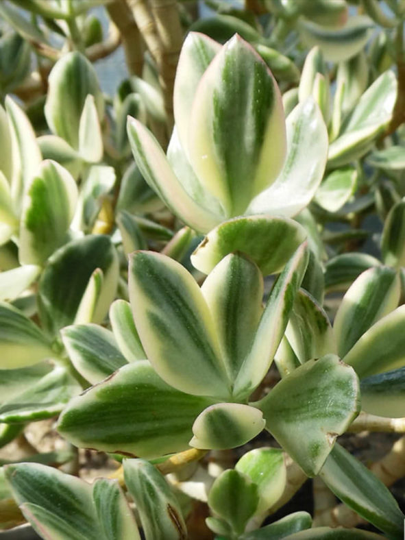 Crassula ovata 'Tricolor' (Variegated Jade Plant) aka Crassula ovata 'Lemon & Lime'