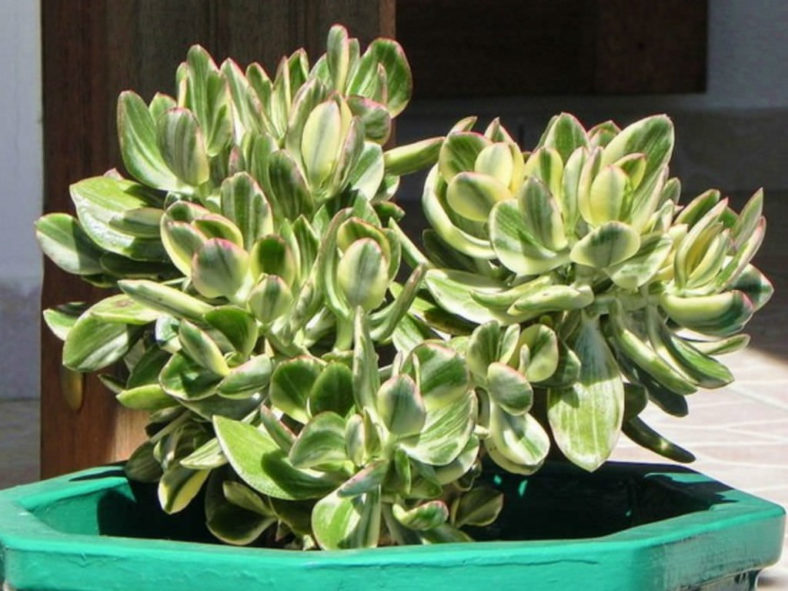Crassula ovata 'Tricolor' (Variegated Jade Plant) aka Crassula ovata 'Lemon & Lime'