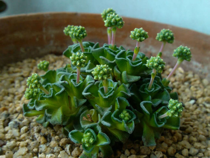 Crassula susannae