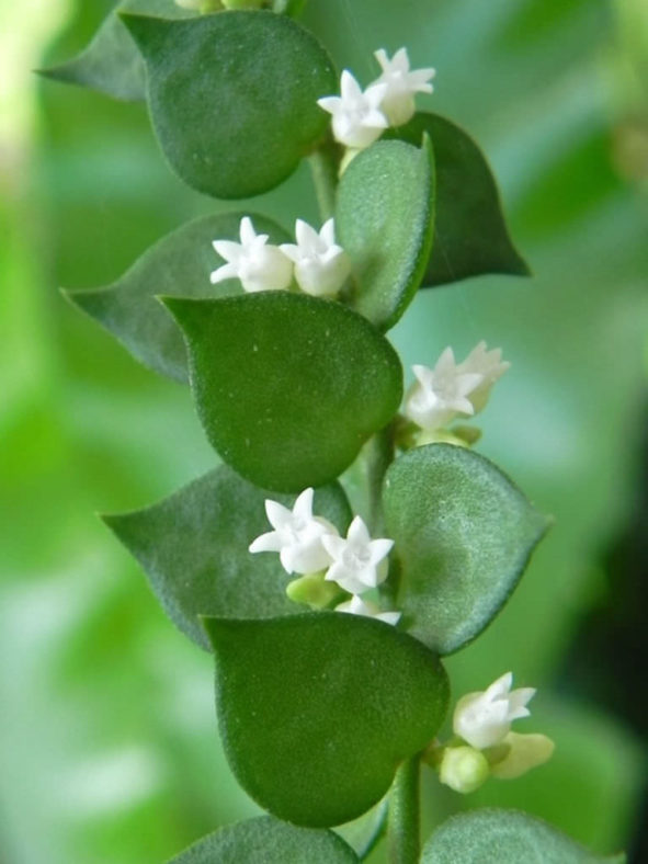 Dischidia ruscifolia (Million Hearts)