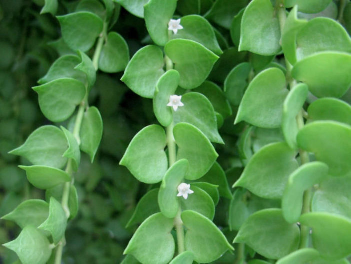 Dischidia ruscifolia (Million Hearts)