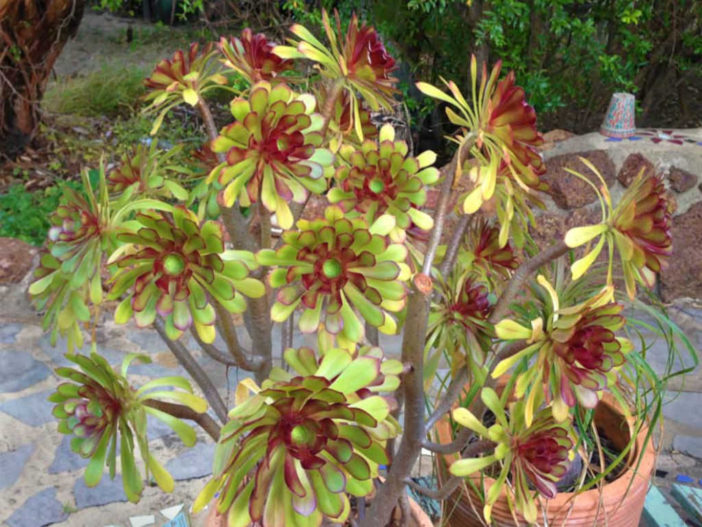 Divide and Propagate an Aeonium