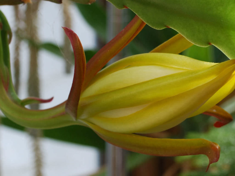 Epiphyllum laui - Orchid Cactus