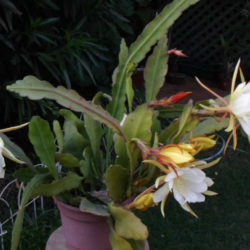 Epiphyllum laui (Orchid Cactus)