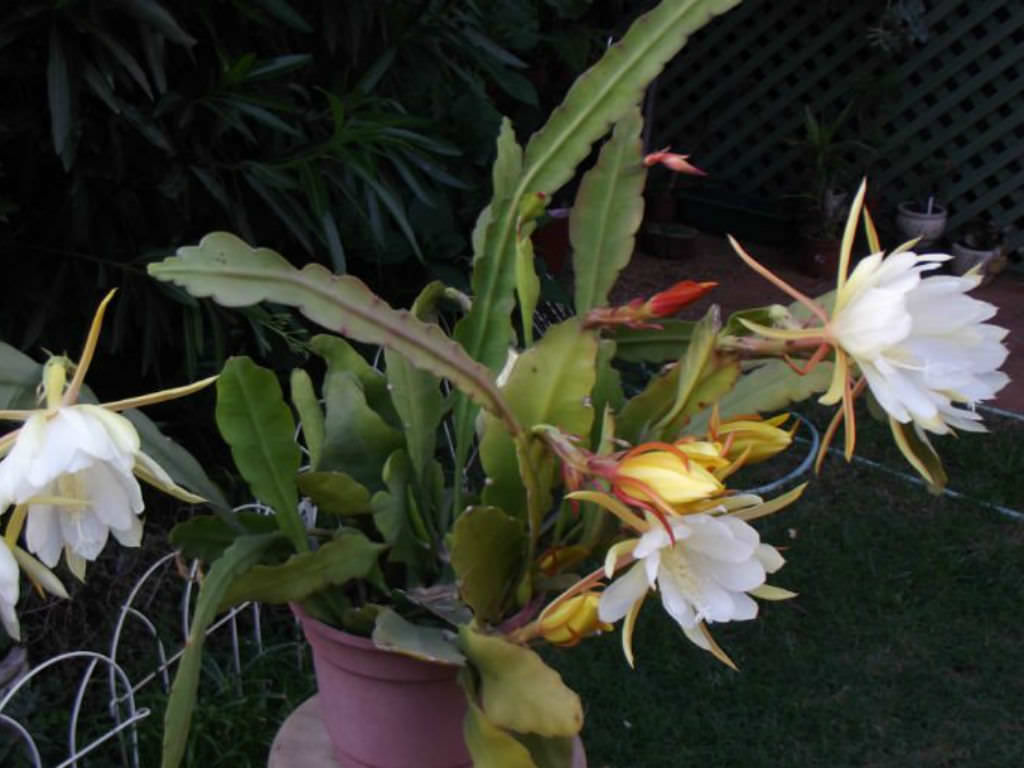 Epiphyllum laui (Orchid Cactus) - World of Succulents