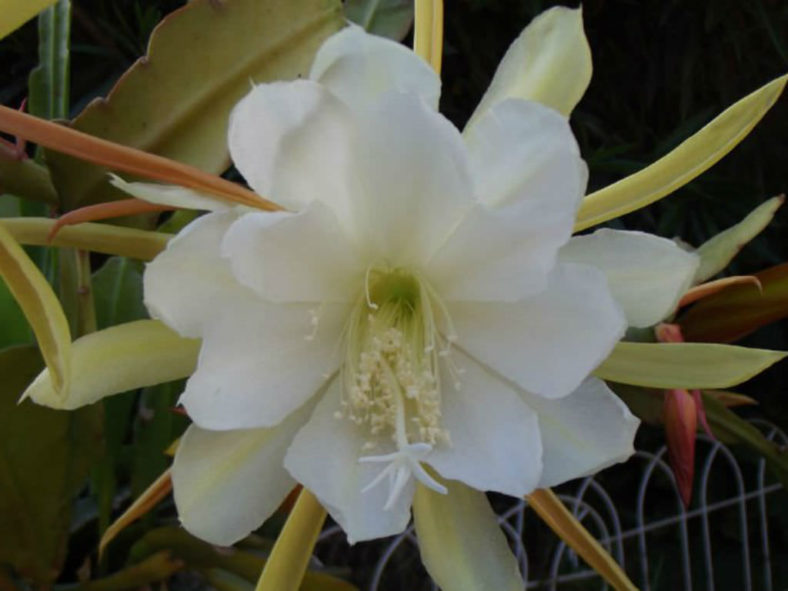 Epiphyllum laui (Orchid Cactus)