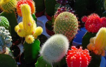 Tips for Grafting Cacti Grafting Cacti
