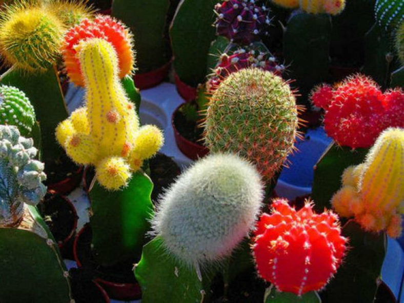 Grafting Cacti