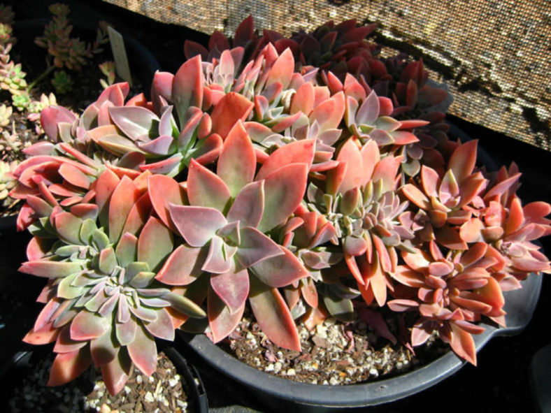 ×Graptoveria 'Fred Ives Cristata'