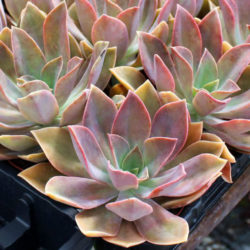 ×Graptoveria 'Fred Ives' - World of Succulents