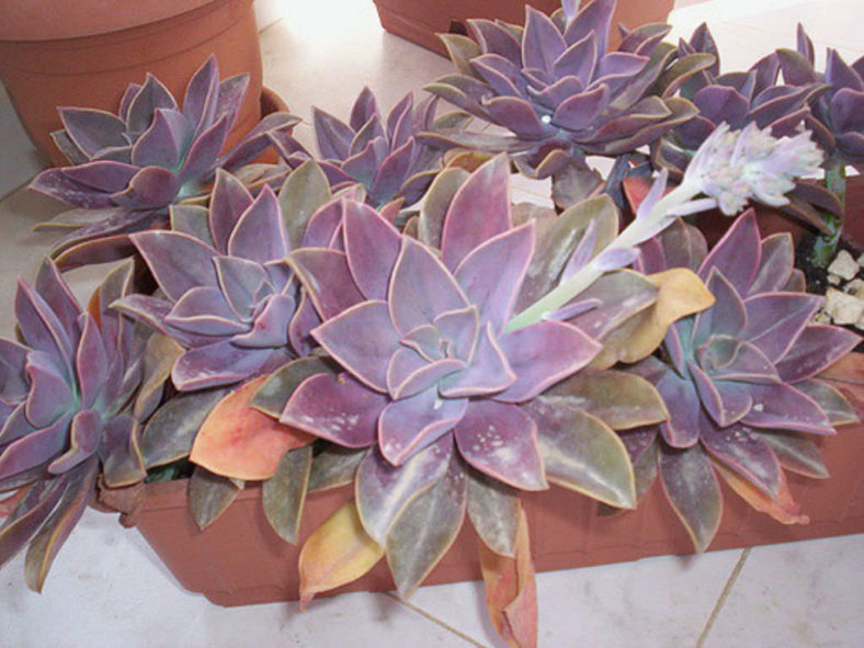 ×Graptoveria 'Fred Ives'
