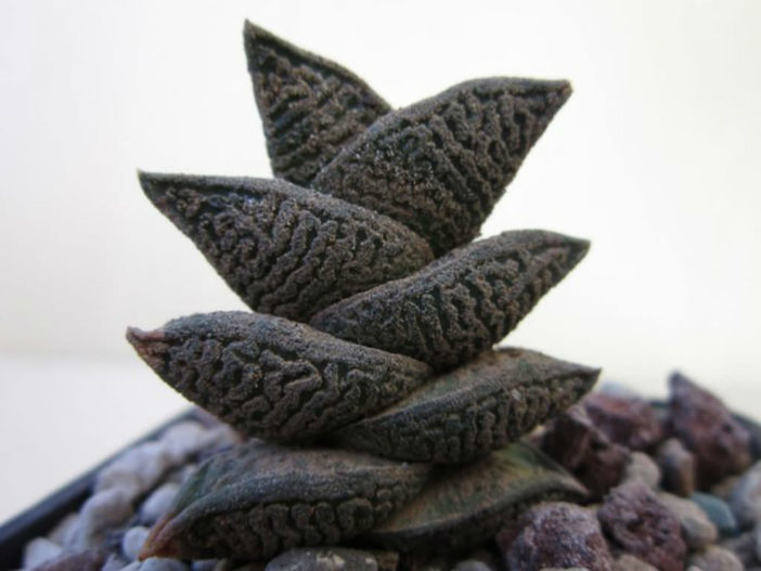 Haworthiopsis nigra var. diversifolia aka Haworthia nigra var. diversifolia