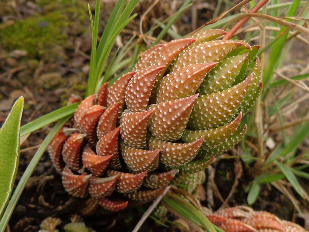 Haworthiopsis coarctata (Crowded Haworthia)