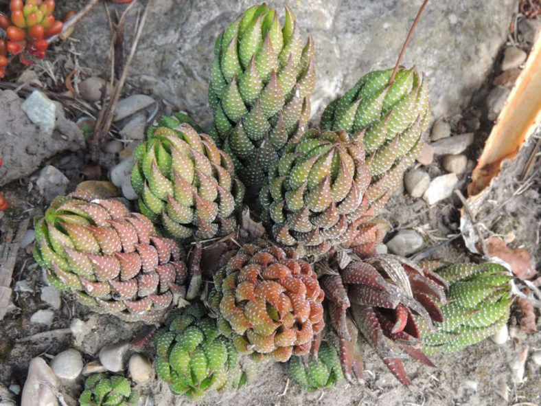 Haworthiopsis coarctata (Crowded Haworthia)