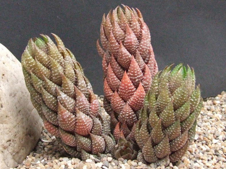 Haworthiopsis coarctata (Crowded Haworthia)