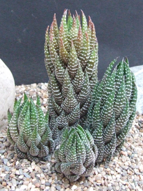 Haworthiopsis coarctata (Crowded Haworthia)