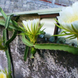 Hylocereus trigonus (Strawberry Pear)