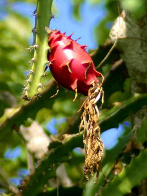 Hylocereus trigonus (Strawberry Pear)