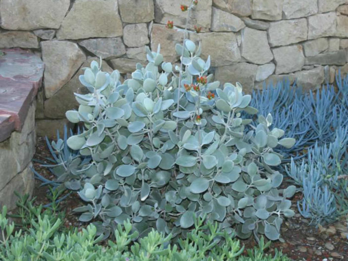 Kalanchoe bracteata - Silver Teaspoons