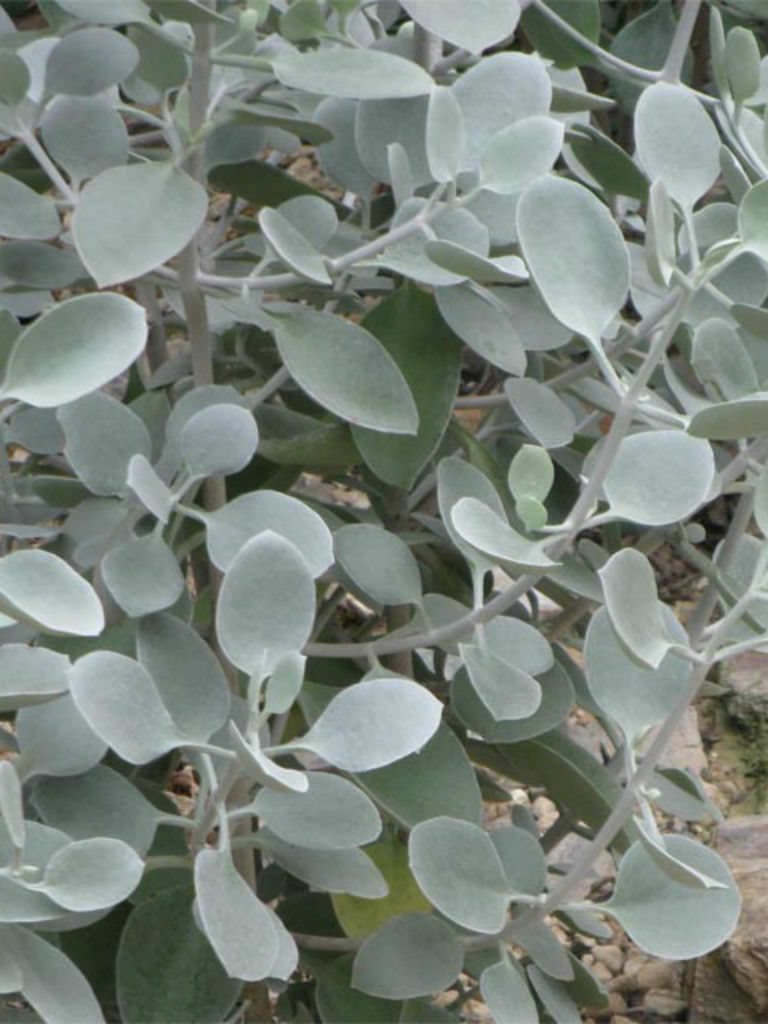 Kalanchoe Silver Spoons