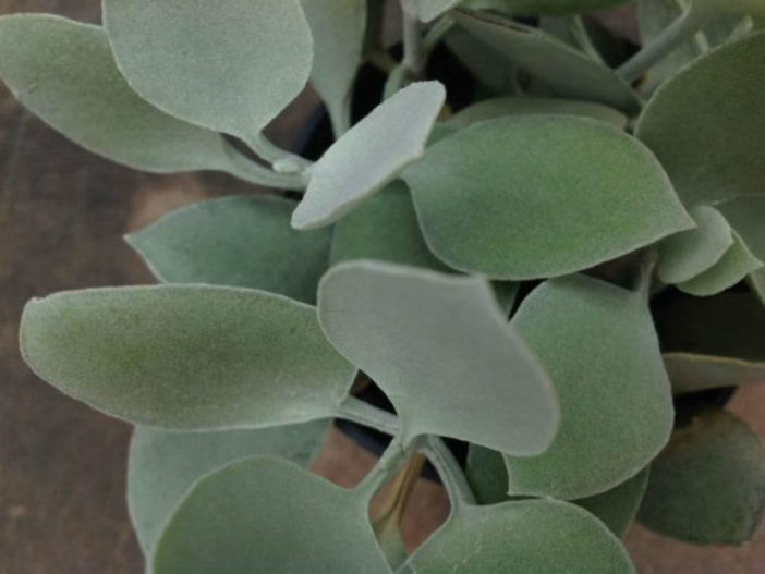 Kalanchoe hildebrandtii (Silver Teaspoons)