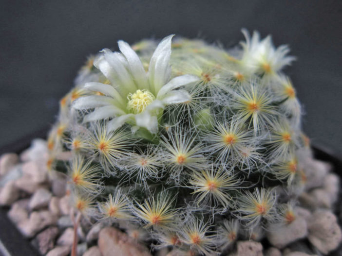 Mammillaria schiedeana