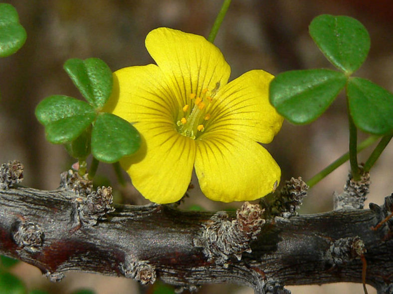 Oxalis gigantea