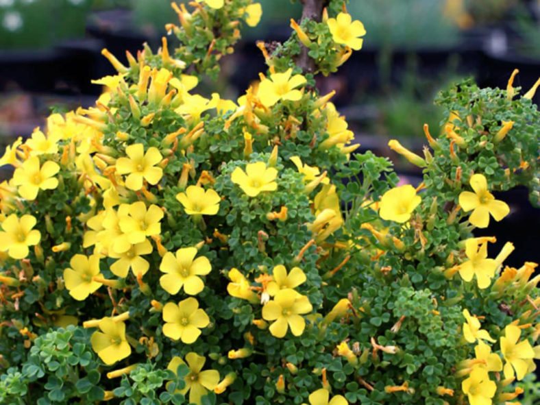 Oxalis gigantea