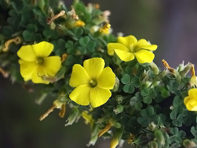 Oxalis gigantea