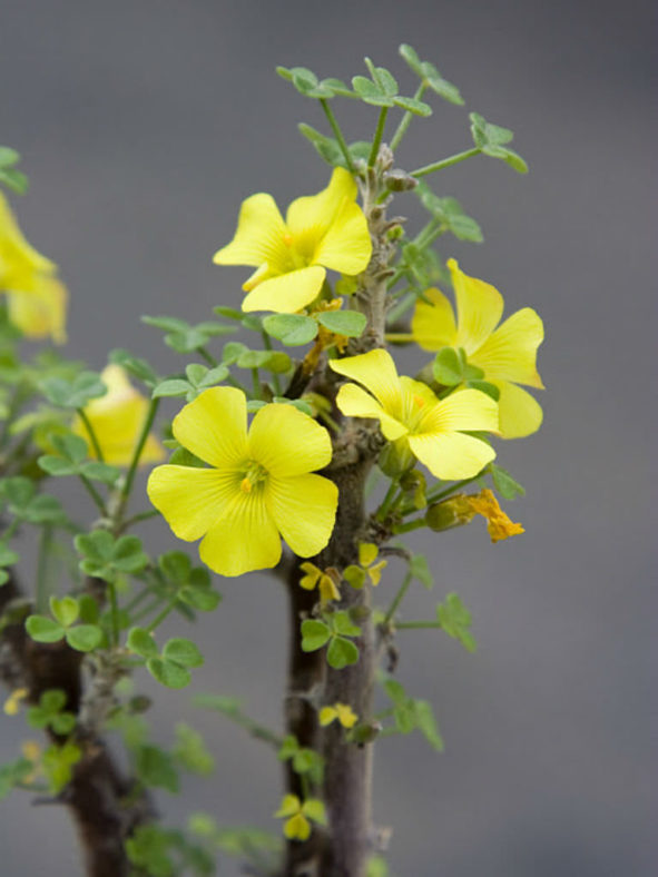 Oxalis gigantea