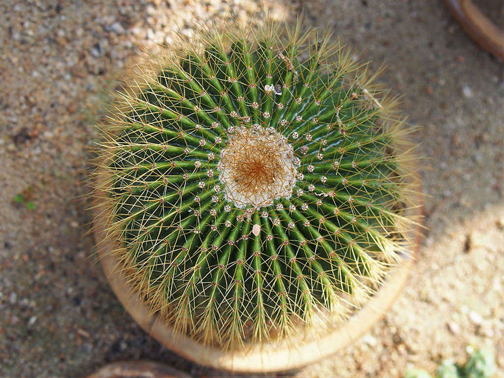 Parodia schumanniana. Top view of a potted plant.