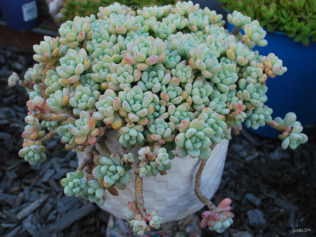 Sedum clavatum, commonly known as Tiscalatengo Gorge Sedum