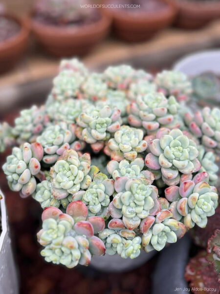 Sedum clavatum (Tiscalatengo Gorge Sedum) - World of Succulents