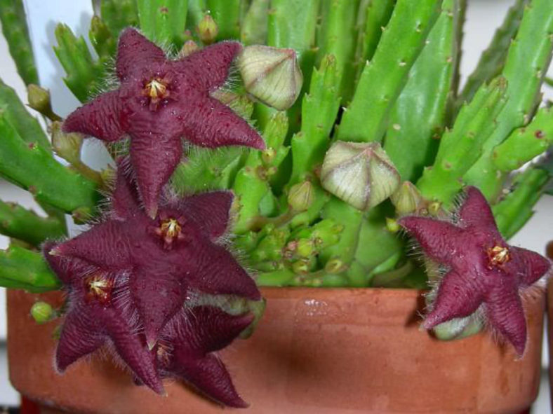 Stapelia scitula (Small Starfish Flower) aka Stapelia paniculata subsp. scitula