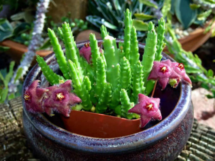 Stapelia scitula (Small Starfish Flower) aka Stapelia paniculata subsp. scitula