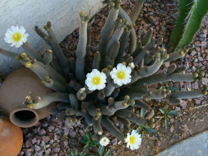 Tephrocactus articulatus - Paper Spine Cactus