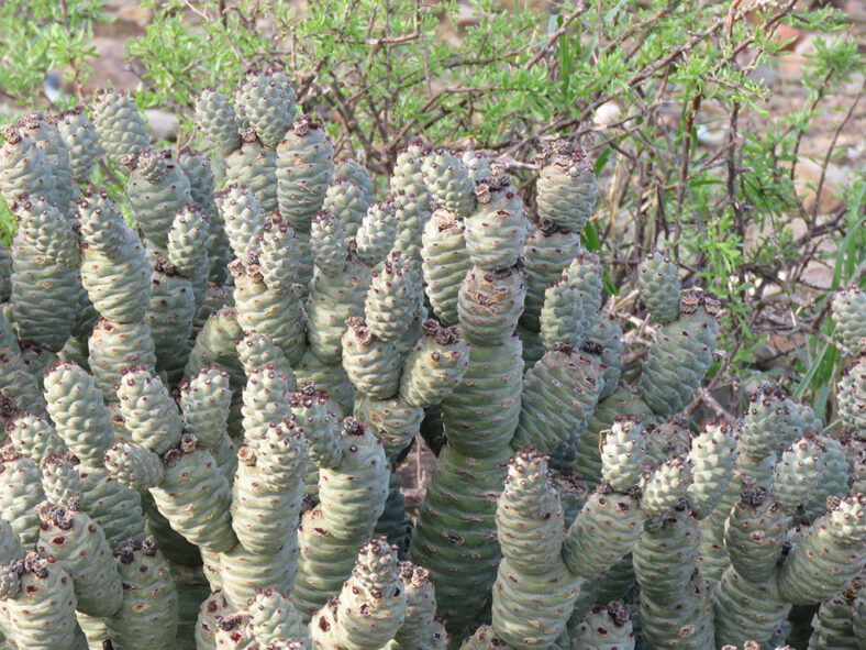Tephrocactus articulatus, commonly known as Pine Cone Cactus