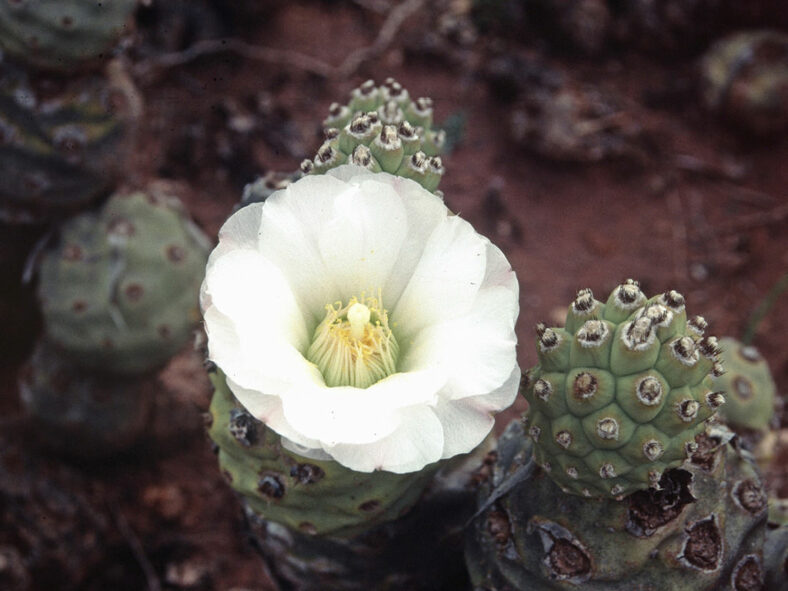 Tephrocactus articulatus, commonly known as Pine Cone Cactus